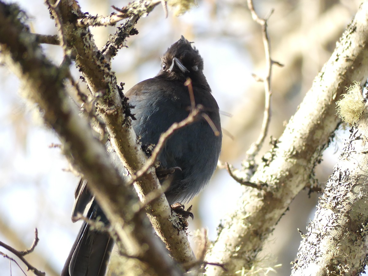 Steller's Jay (Coastal) - ML647729319