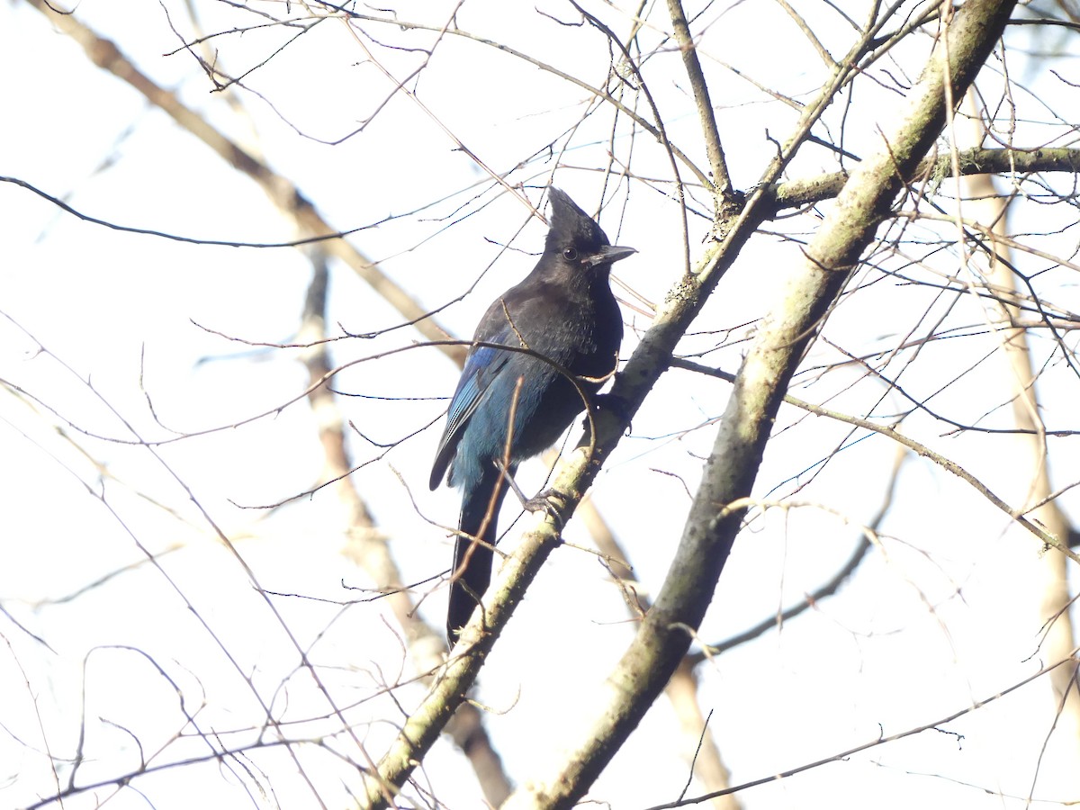 Steller's Jay (Coastal) - ML647729320