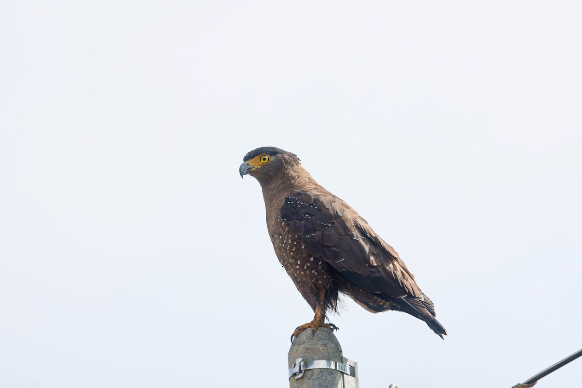 Crested Serpent-Eagle - ML647729323