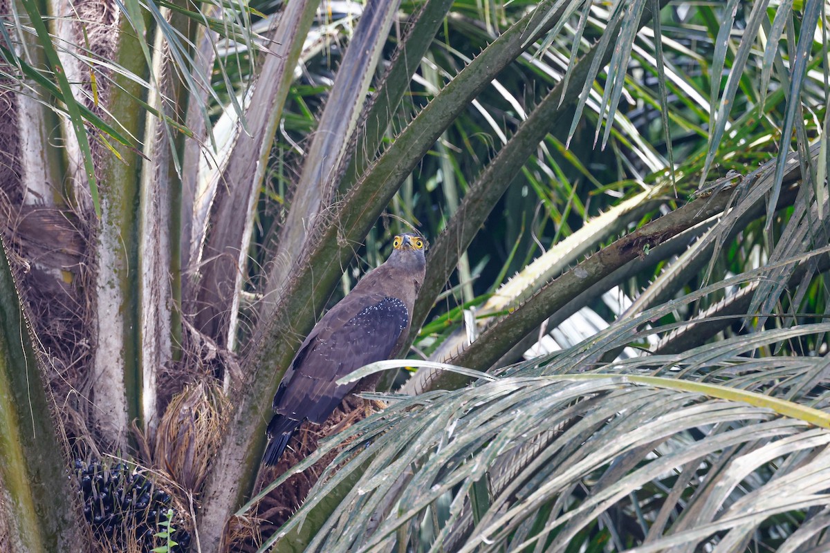 Crested Serpent-Eagle - ML647729324