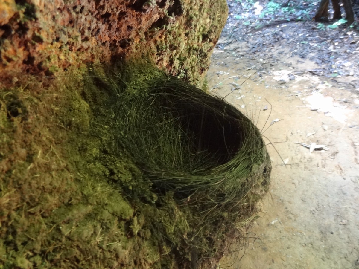 Guianan Cock-of-the-rock - ML647729331