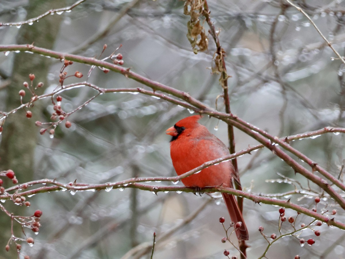 Northern Cardinal - ML647729339