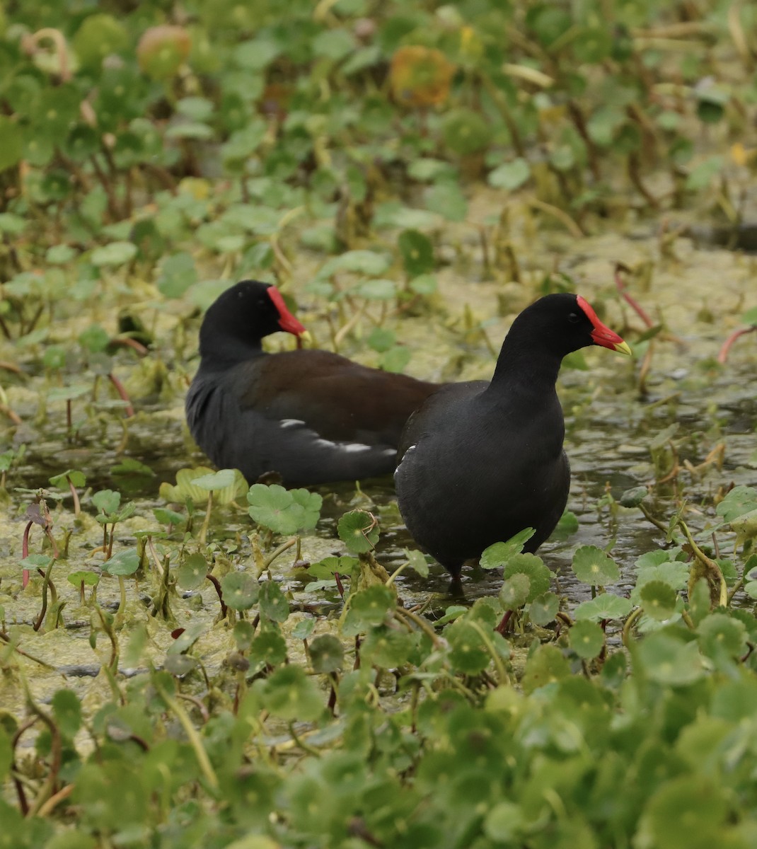 アメリカバン - ML647729365