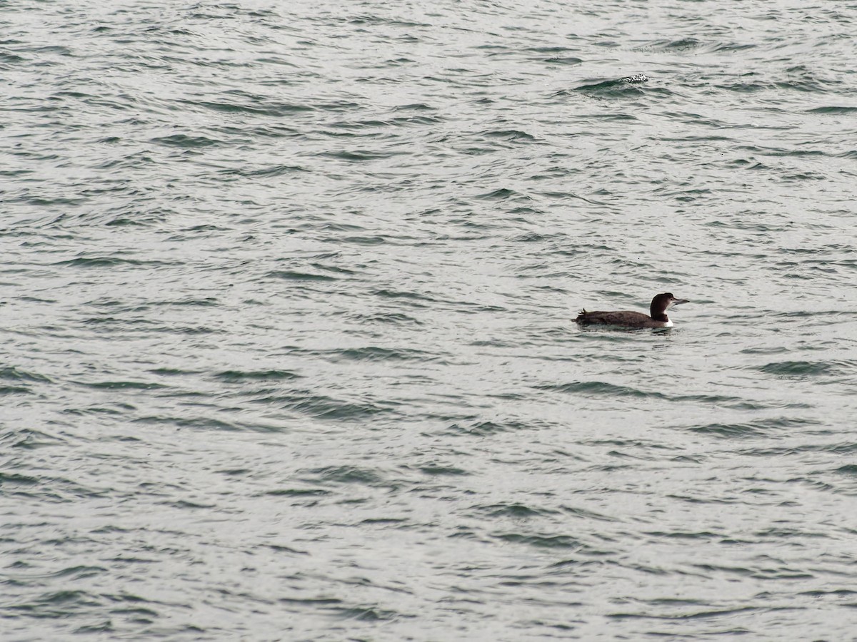 Common Loon - ML647729387