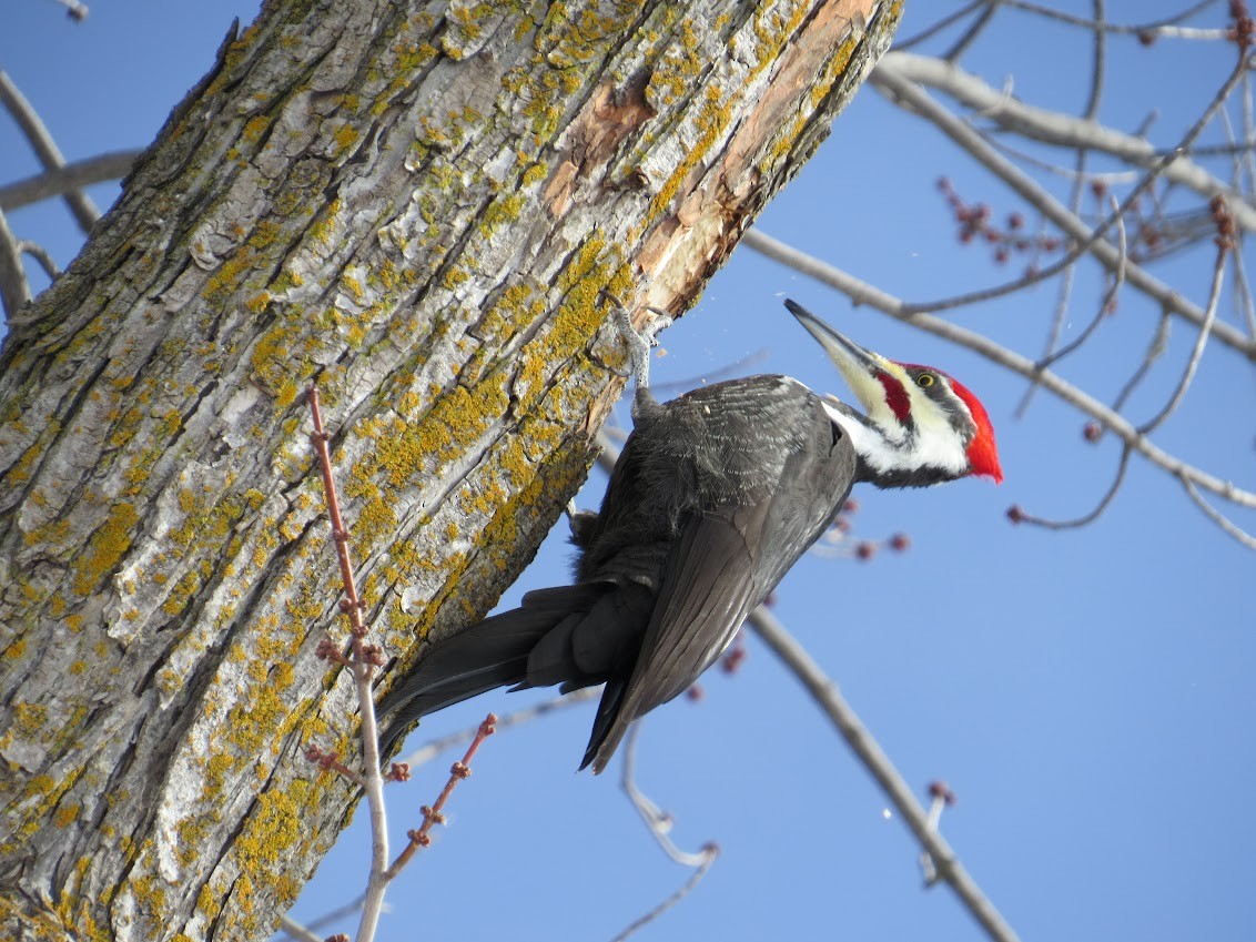 datel chocholatý - ML647729391