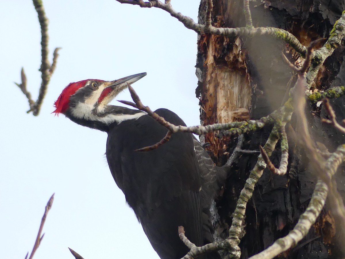 datel chocholatý - ML647729393