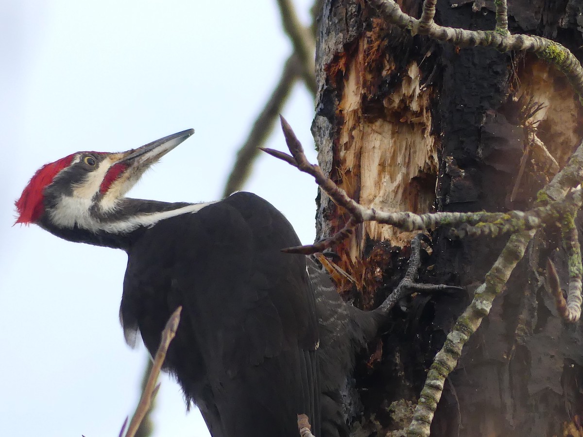 datel chocholatý - ML647729394