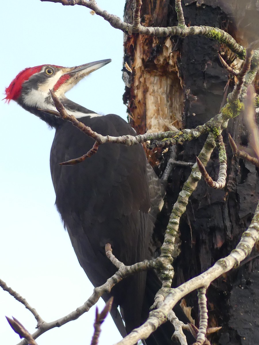datel chocholatý - ML647729395