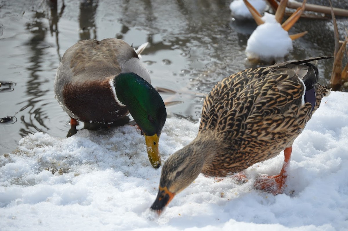 ברכיה - ML647729400