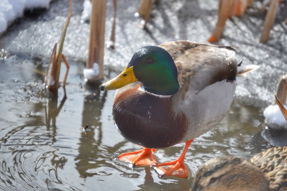 ברכיה - ML647729401