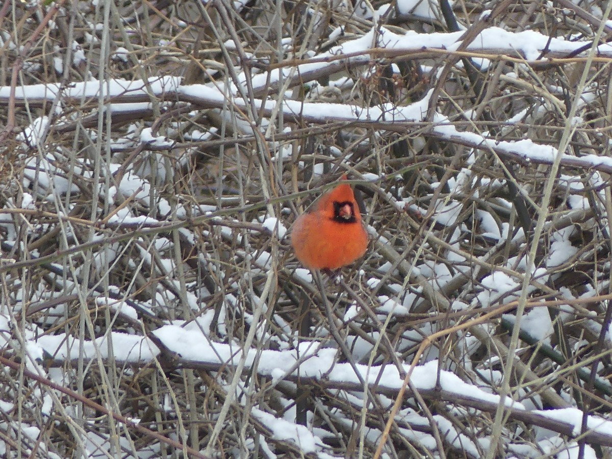 Northern Cardinal - ML647729418