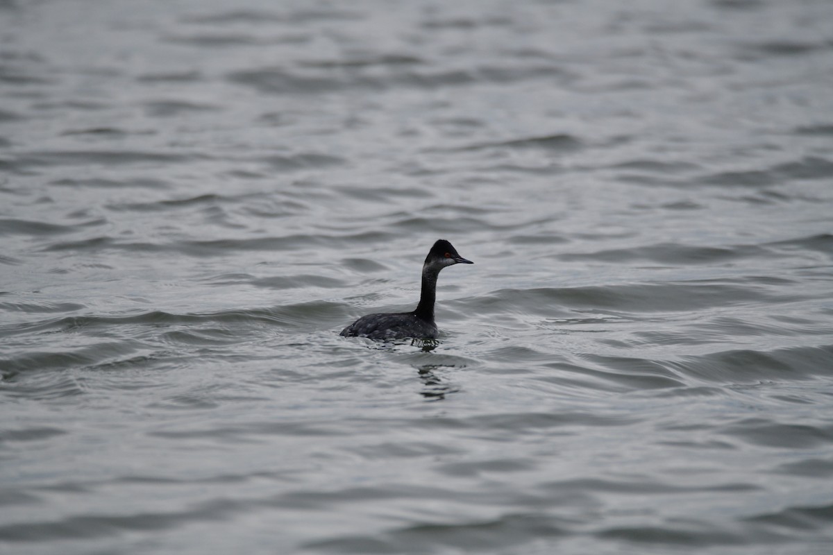 potápka černokrká - ML647729425