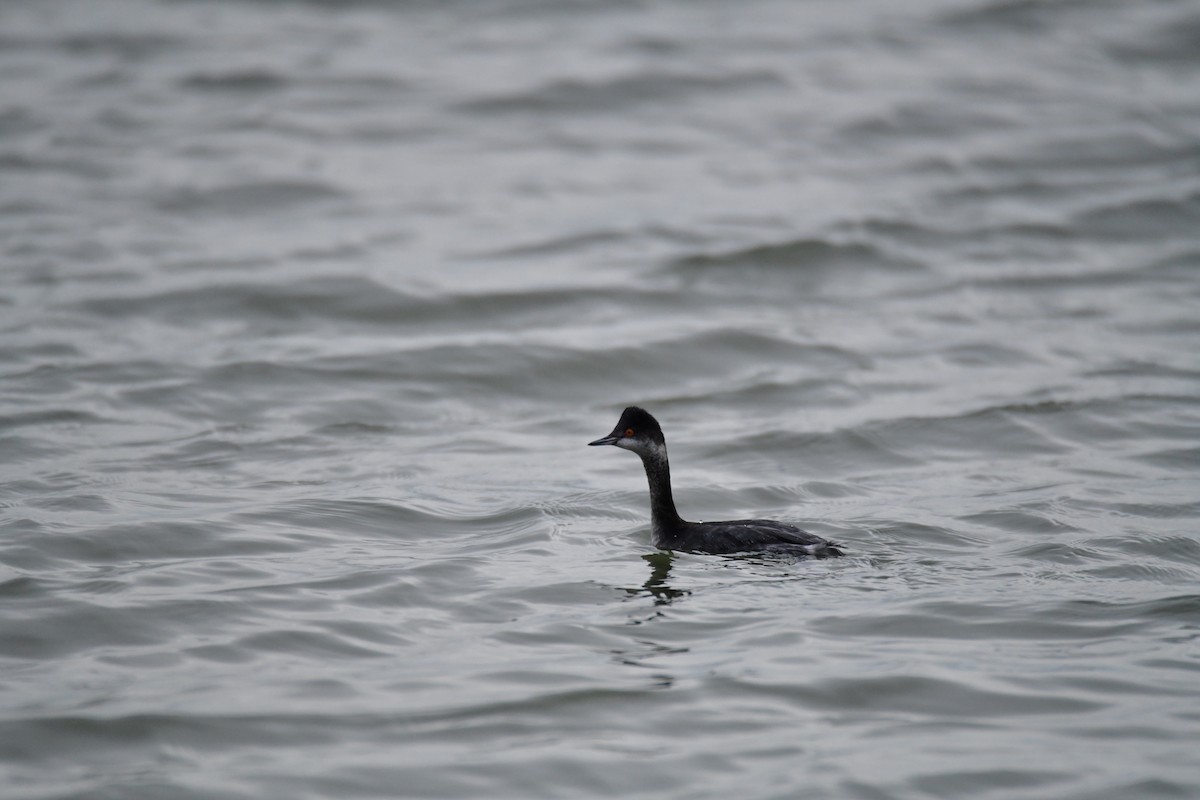 potápka černokrká - ML647729426