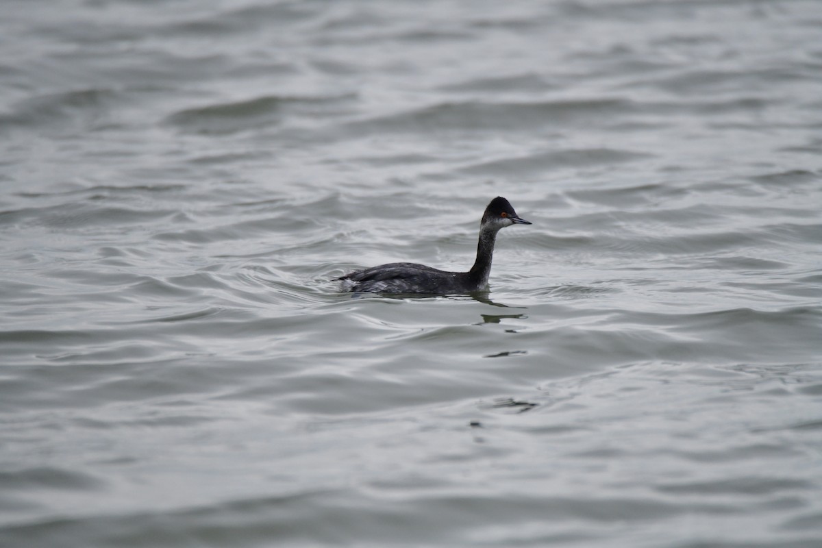 potápka černokrká - ML647729427