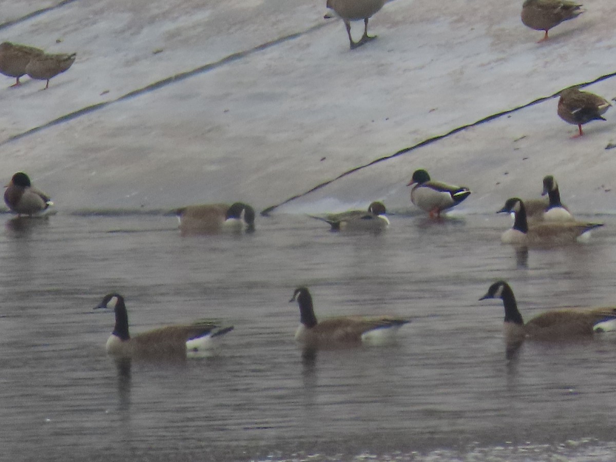 Northern Pintail - ML647729454