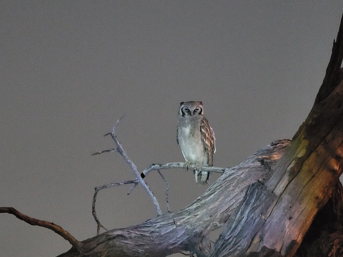 Blassuhu - ML647729455