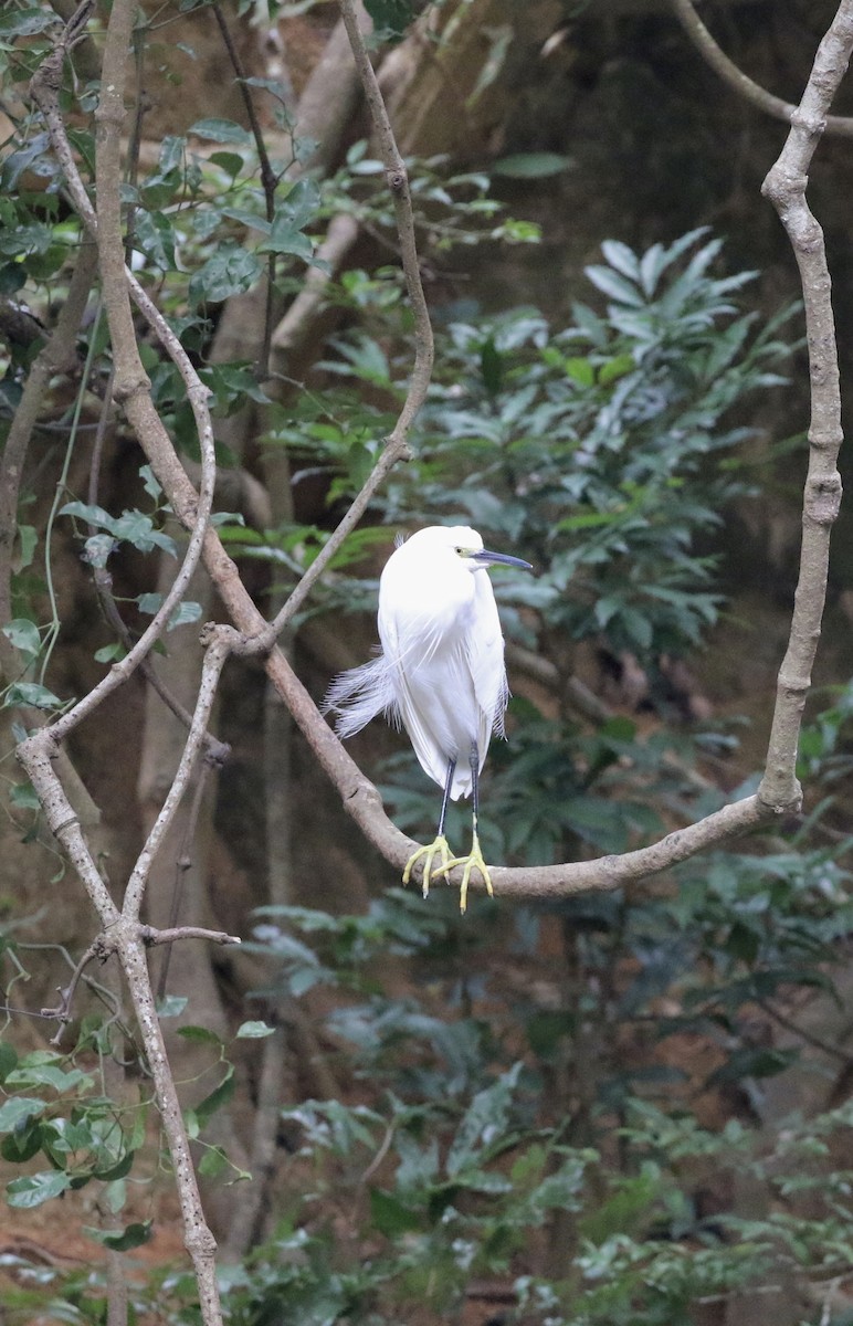 Little Egret - ML647729456