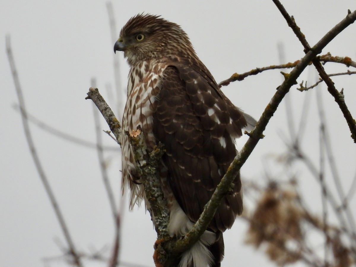 Cooper's Hawk - ML647729495