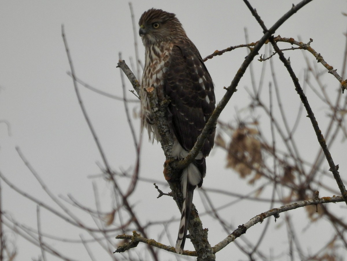 Cooper's Hawk - ML647729496