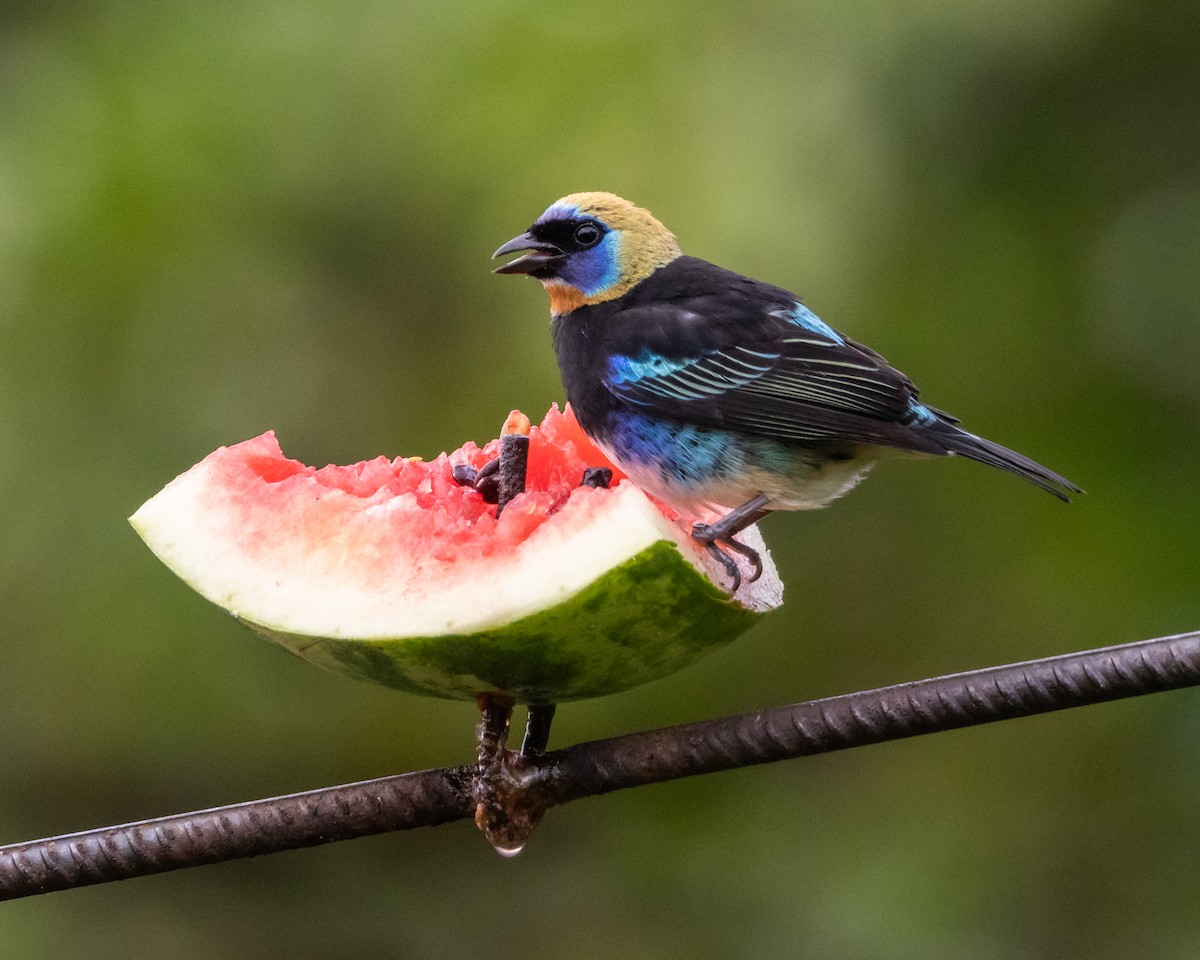 Goldscheiteltangare - ML647729524