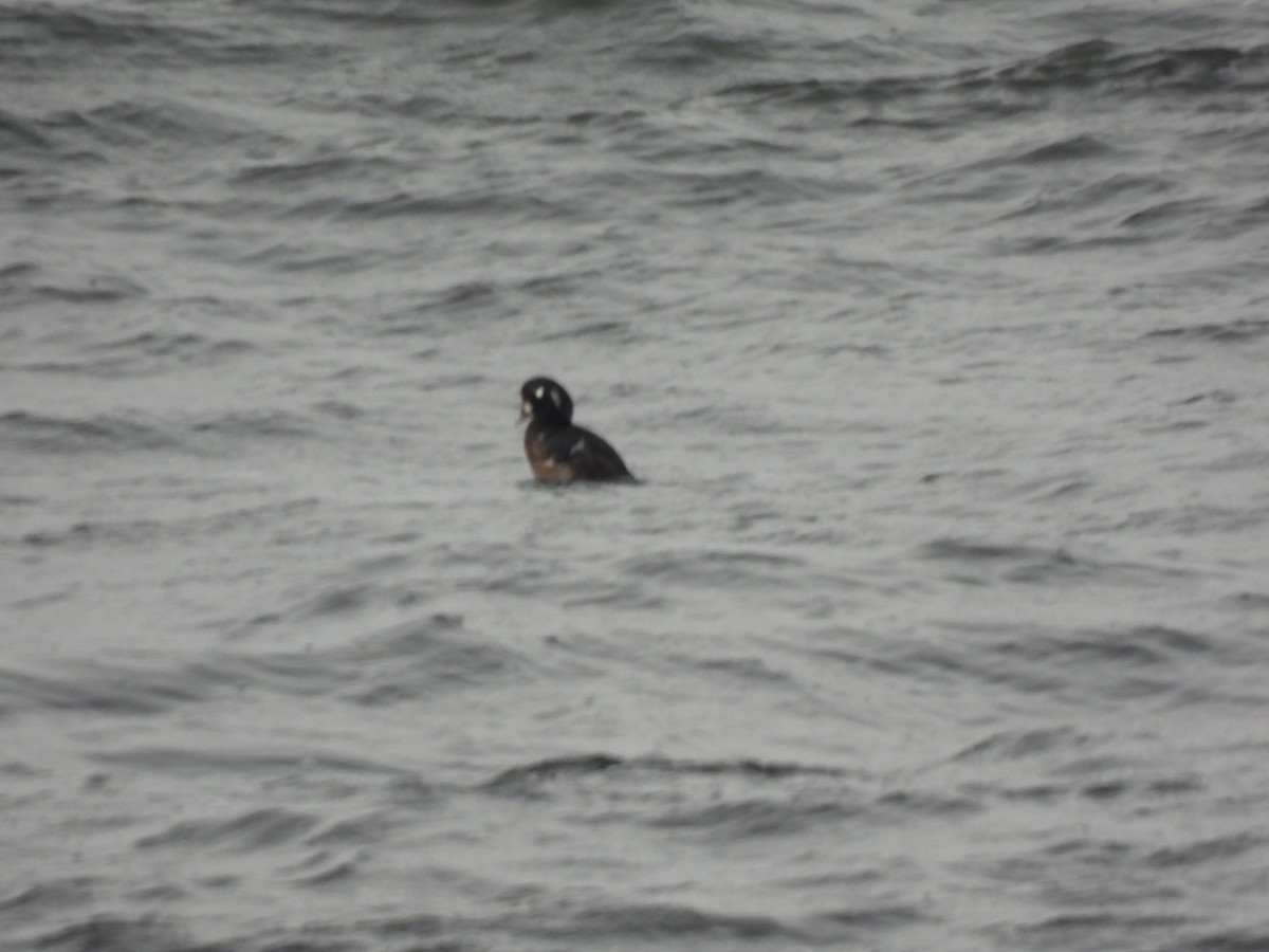Harlequin Duck - ML647729537
