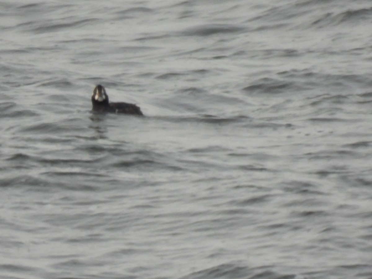 Harlequin Duck - ML647729538