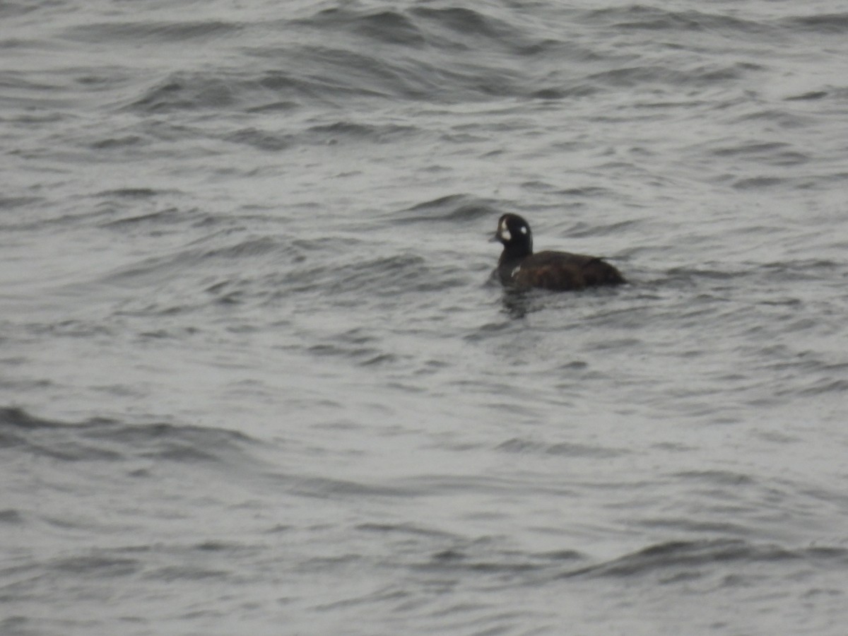 Harlequin Duck - ML647729541