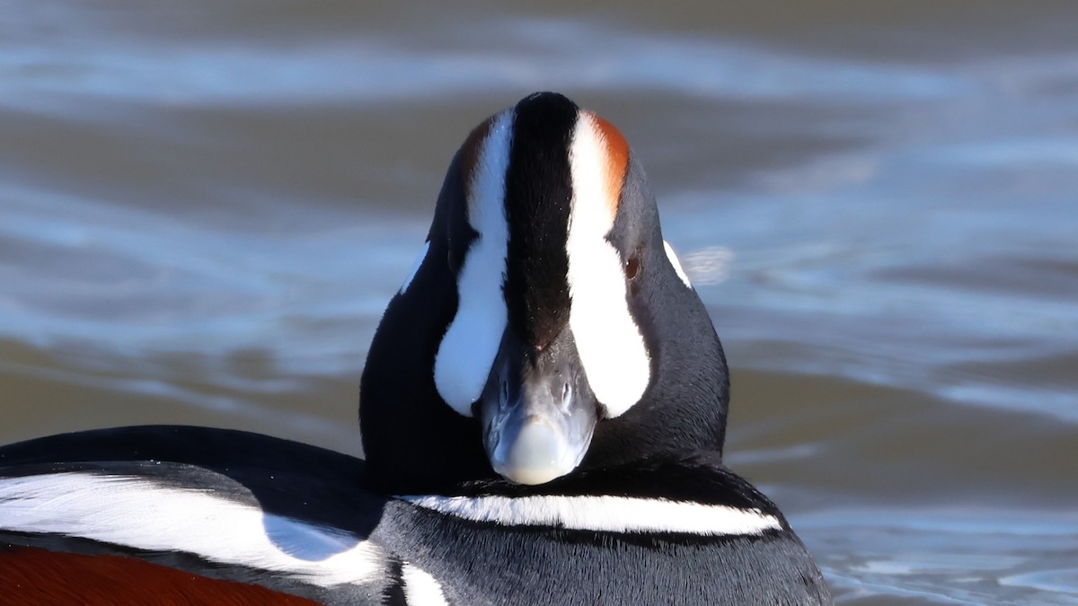 Harlequin Duck - ML647729556