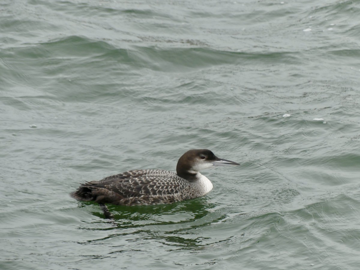 Common Loon - ML647729558