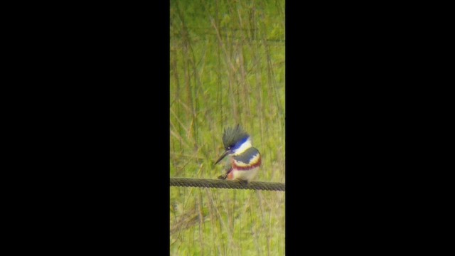 アメリカヤマセミ - ML647729569