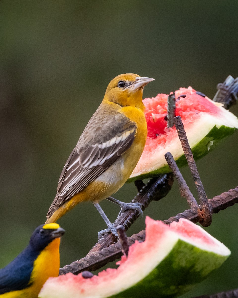 Балтиморский трупиал - ML647729589