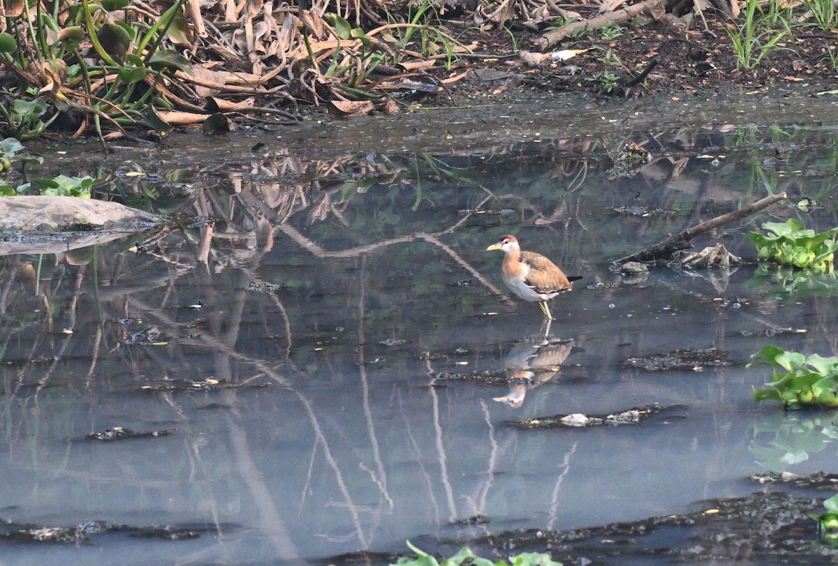 Bronze-winged Jacana - ML647729600