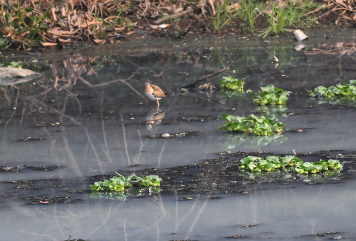 Jacana à longue queue - ML647729602