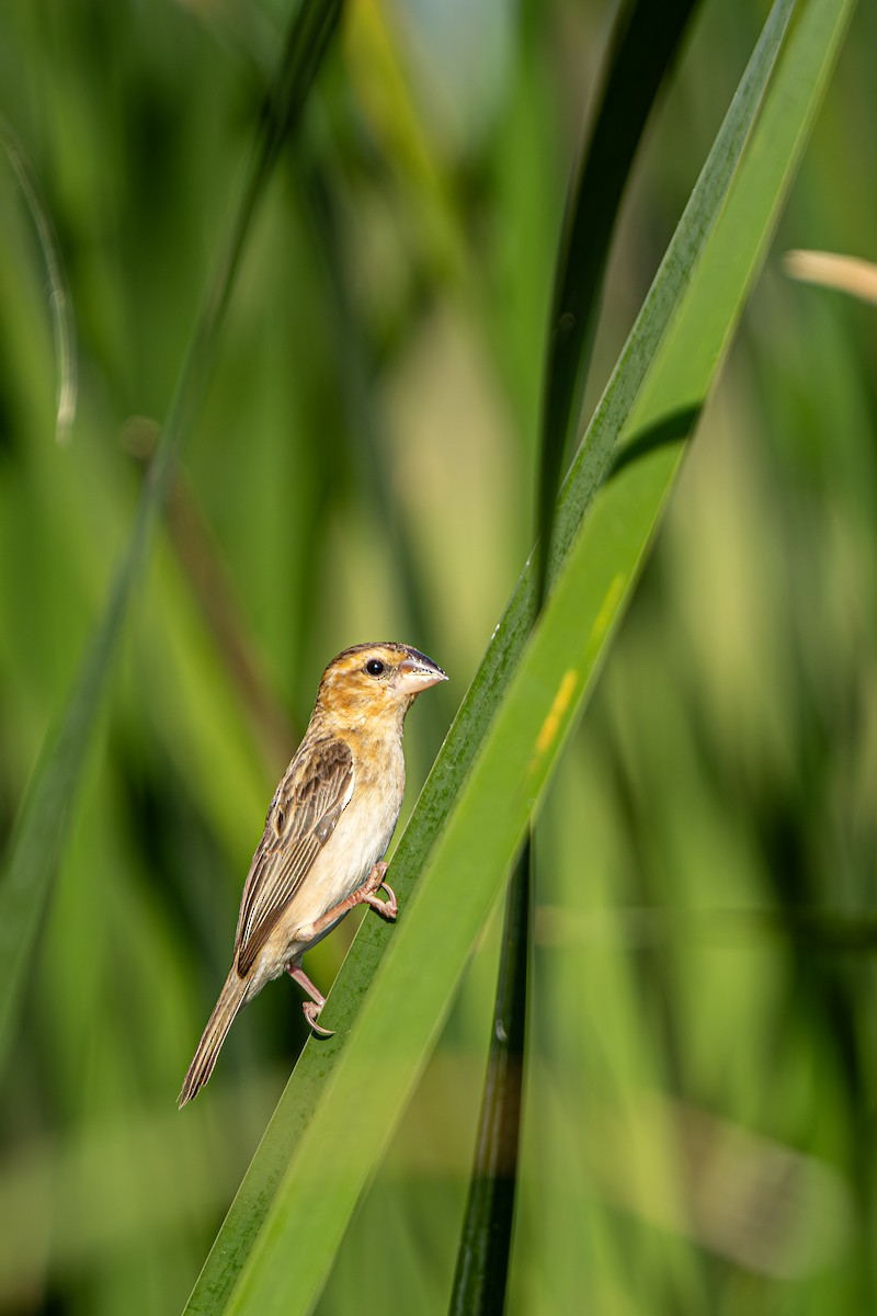 Asian Golden Weaver - ML647729620