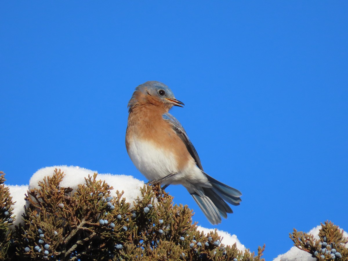 Azulejo Oriental - ML647729629