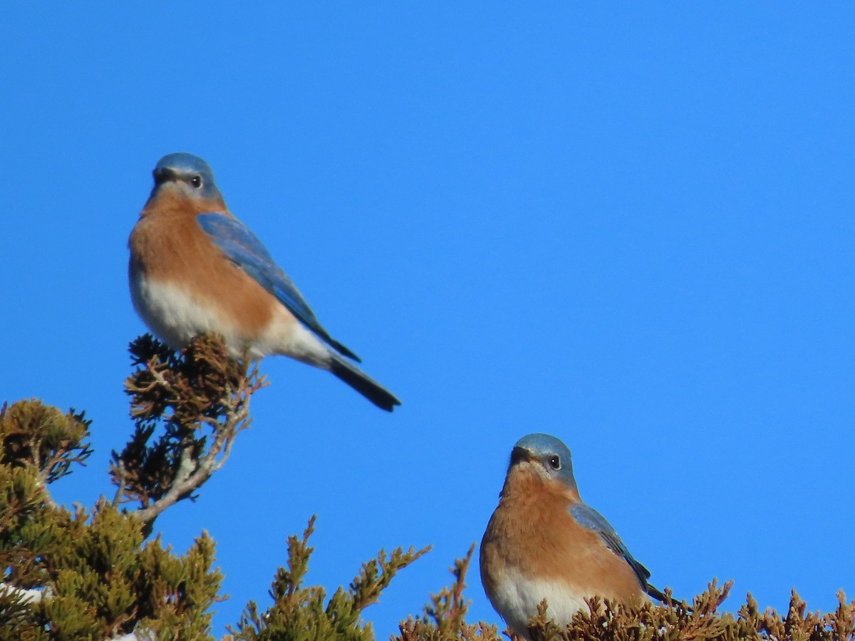 Azulejo Oriental - ML647729630