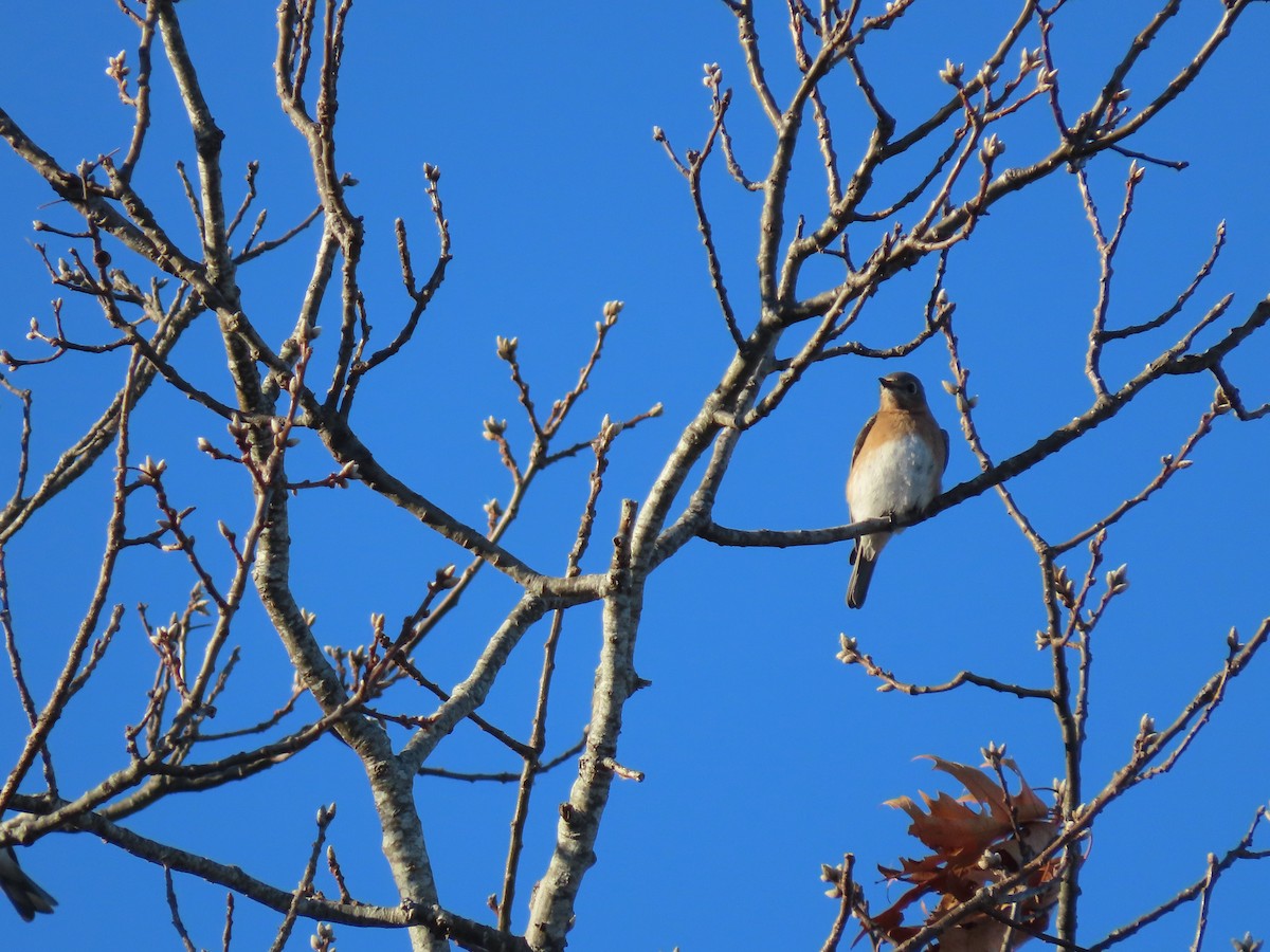 ルリツグミ - ML647729631