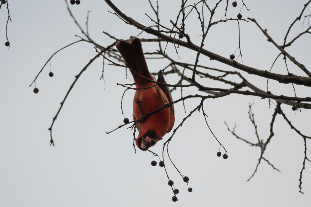 Northern Cardinal - ML647729635