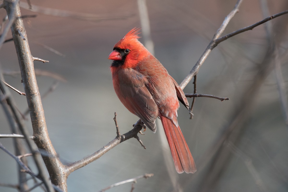 Northern Cardinal - ML647729636
