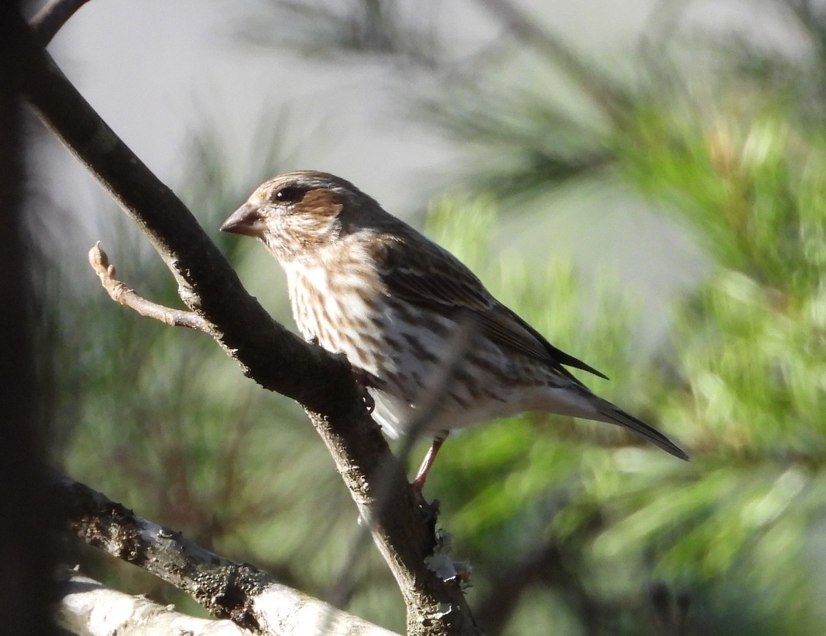 Purple Finch - ML647729639