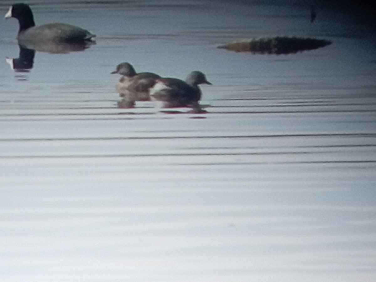 Amerika Küçük Batağanı - ML647729641