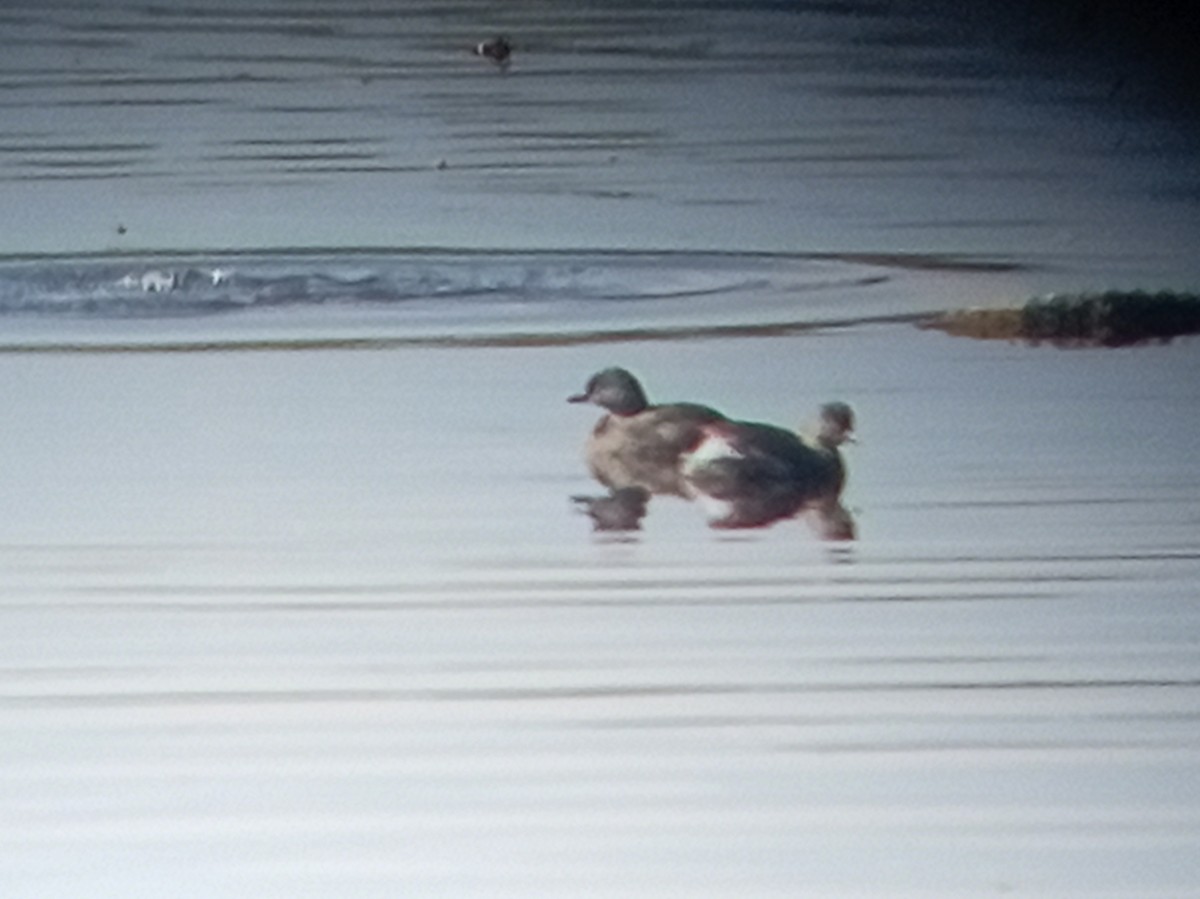 Amerika Küçük Batağanı - ML647729642