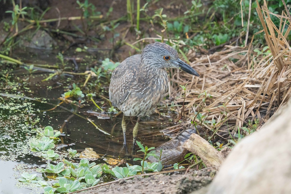 kvakoš žlutočelý - ML647729653