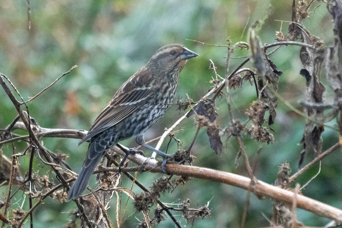 Red-winged Blackbird - ML647729661