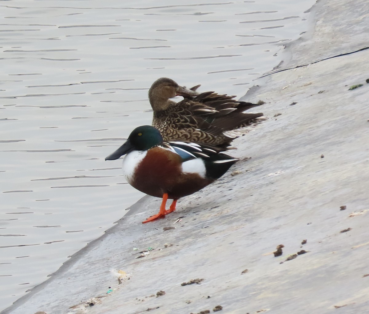 Northern Shoveler - ML647729666