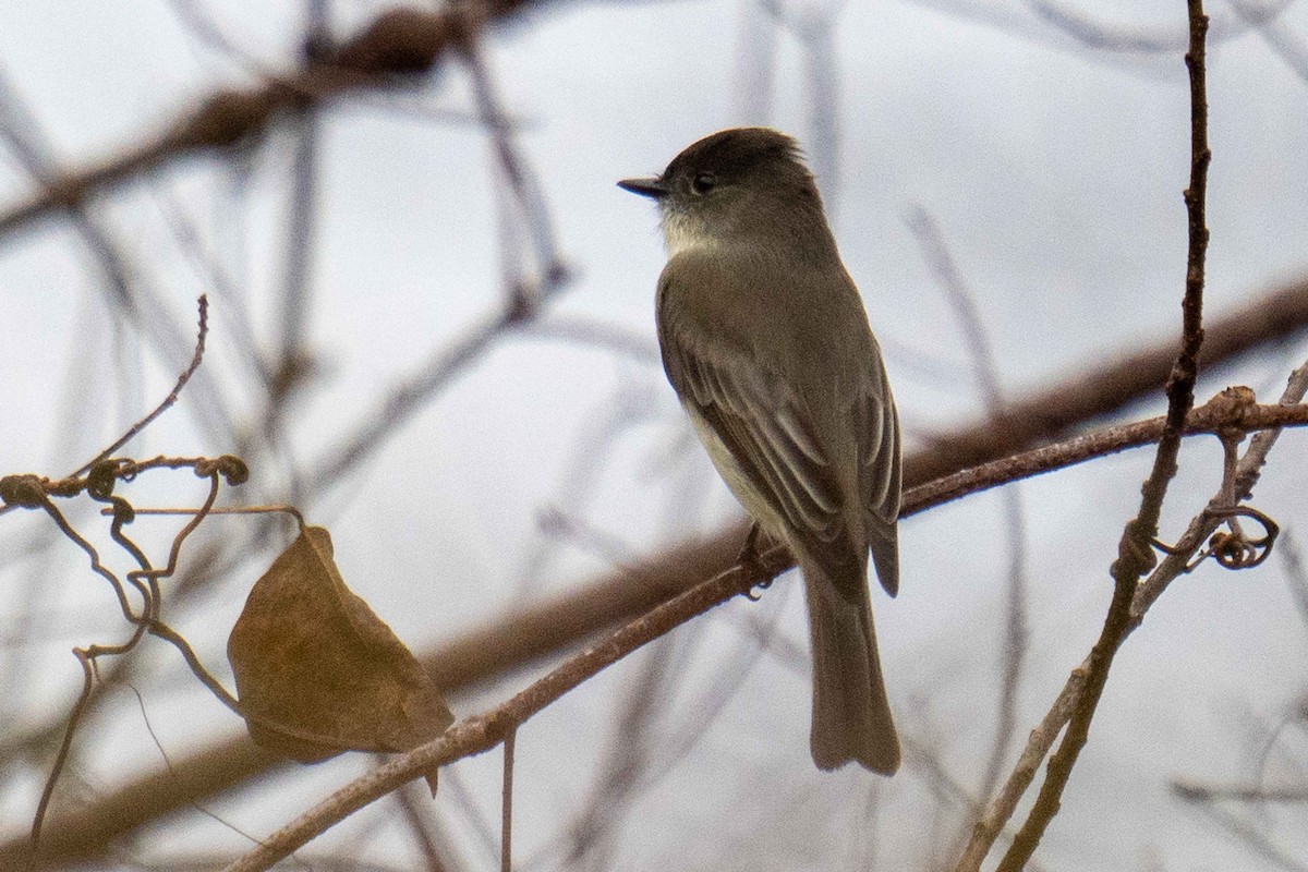 Eastern Phoebe - ML647729667