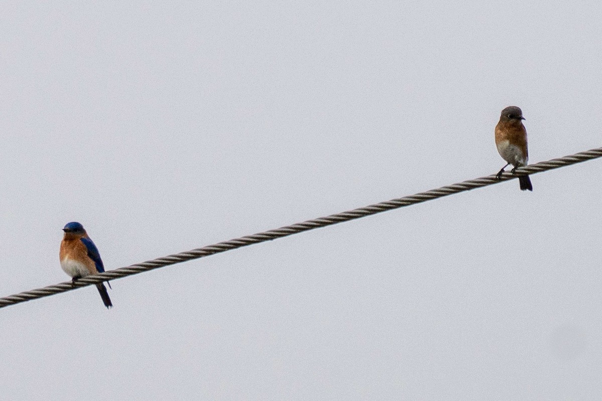 Azulejo Oriental - ML647729685