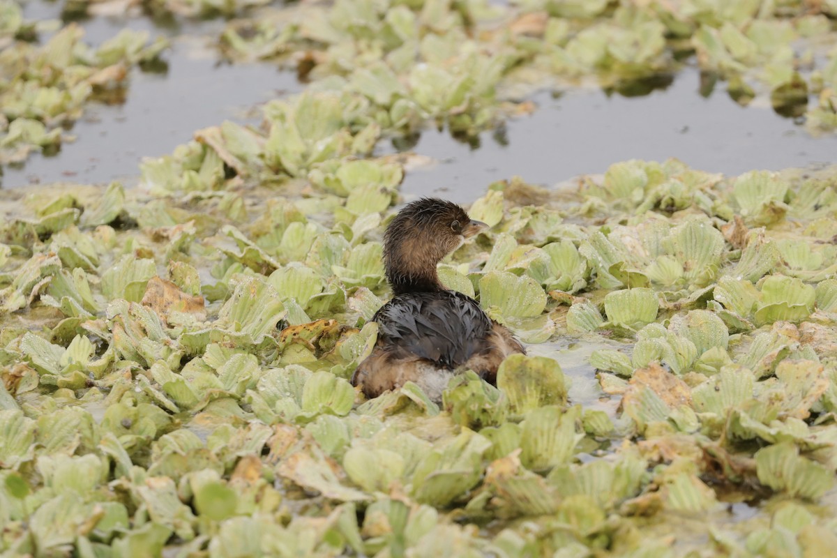 オビハシカイツブリ - ML647729686