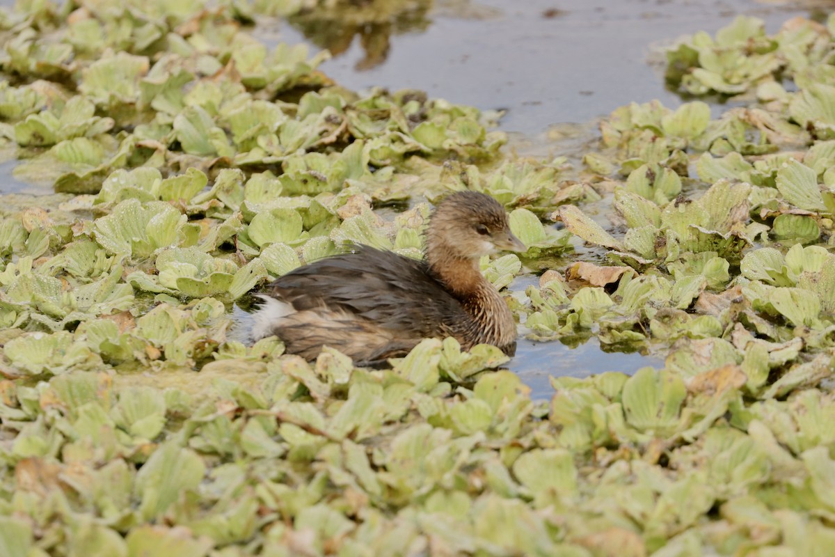 オビハシカイツブリ - ML647729687