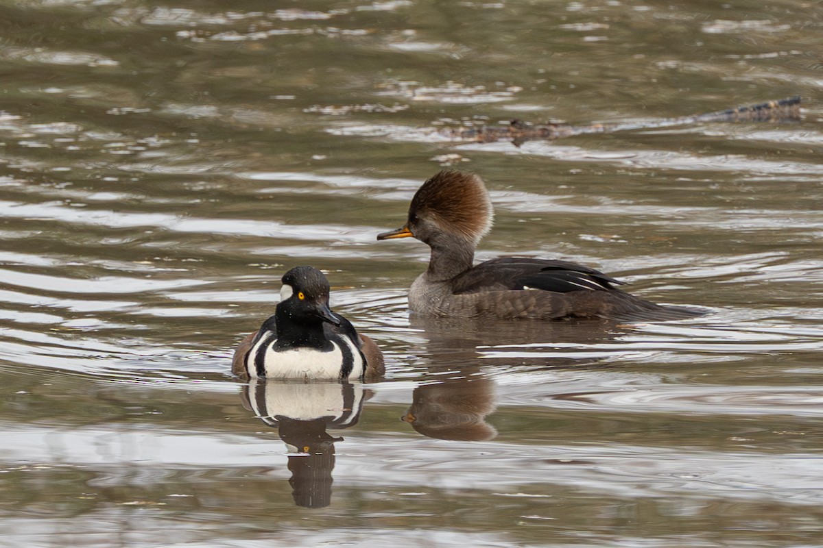 オウギアイサ - ML647729694